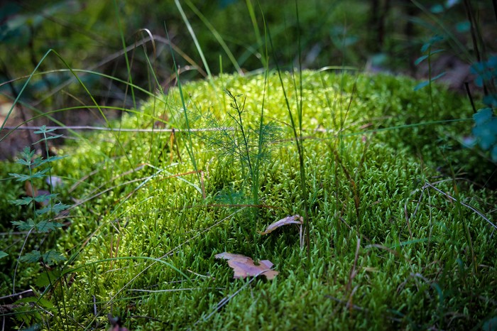 Мир под ногами Длиннопост, Дзержинск, Фотография, Canon 1300d, Природа