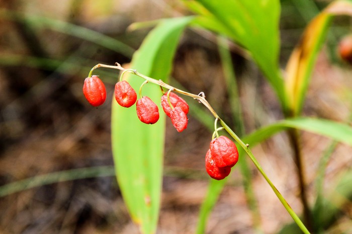 Мир под ногами Длиннопост, Дзержинск, Фотография, Canon 1300d, Природа
