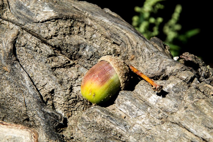 Мир под ногами Длиннопост, Дзержинск, Фотография, Canon 1300d, Природа