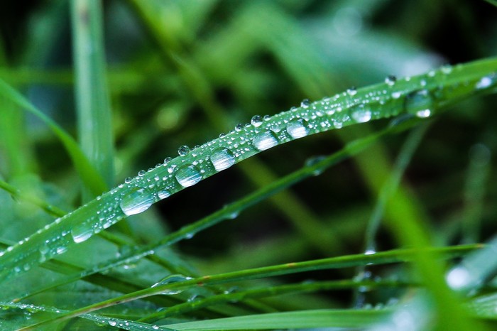 Мир под ногами Длиннопост, Дзержинск, Фотография, Canon 1300d, Природа