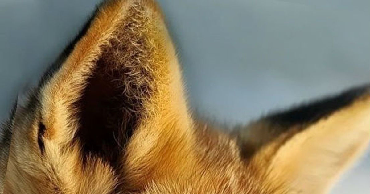 Рыжая плутовка | Пикабу