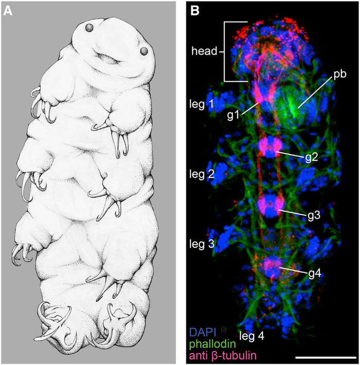 Shortening of the body of tardigrades is associated with the loss of Hox genes - The science, Genetics, Biology, Copy-paste, Tardigrade, Elementy ru, Longpost