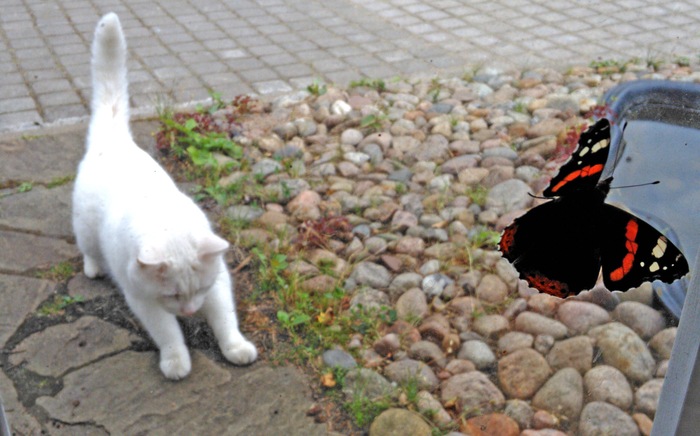 I almost did. - My, cat, Summer, Outside the city