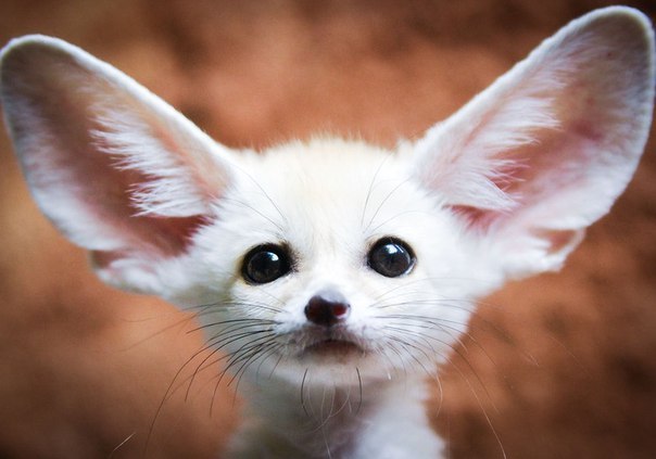 I am listening really carefully! - Fenech, Animals, wild, Nature, Milota, Eared, Listener