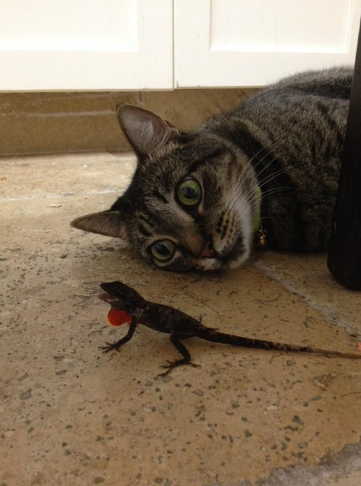 - What are you?! - cat, Lizard, Astonishment, The photo