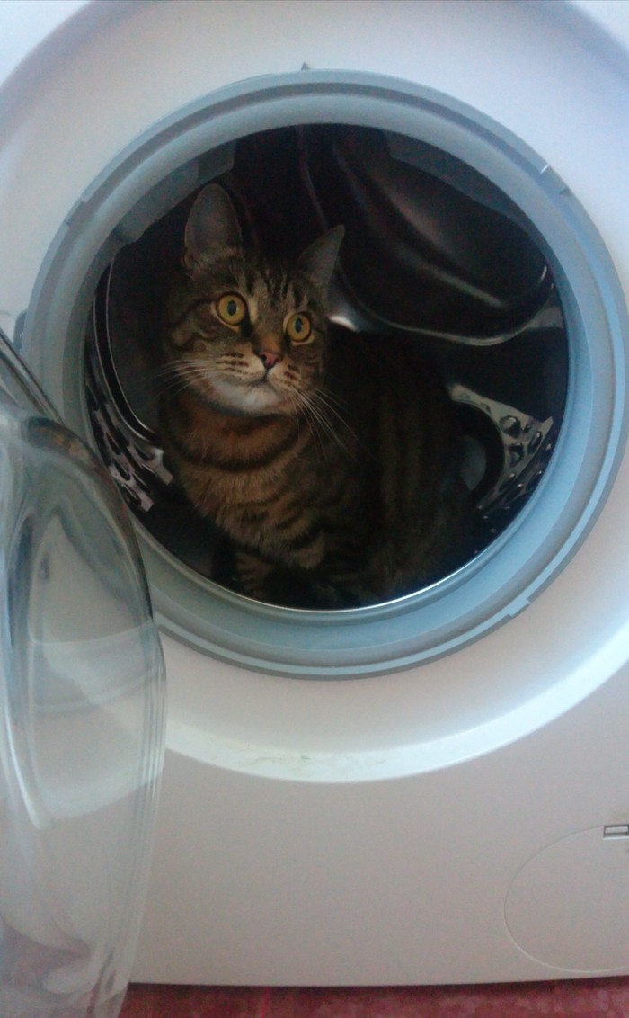 And I want summer-and-at hunting ... - My, cat, Washing machine, Centrifuge, Космонавты, Workout
