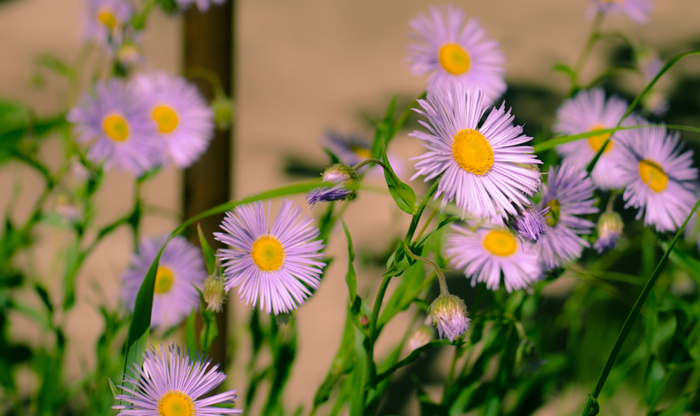 Flowers in the garden - My, Beginning photographer, My, Flowers, Nikon d7000, Helios-81n