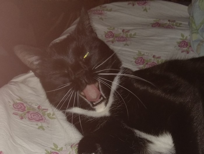 Yawning cat = scary cat - My, cat, Yawn