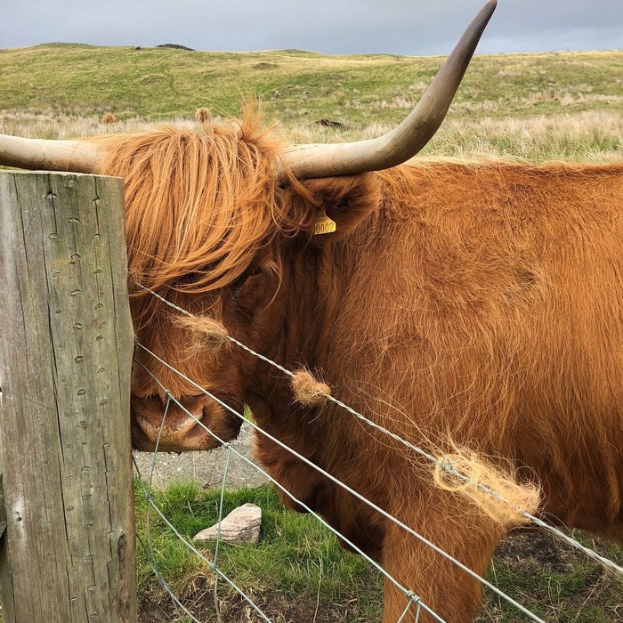 This bull looks like the lead singer of a new rock band. - My, Animals, Bull, Scotland, Rock