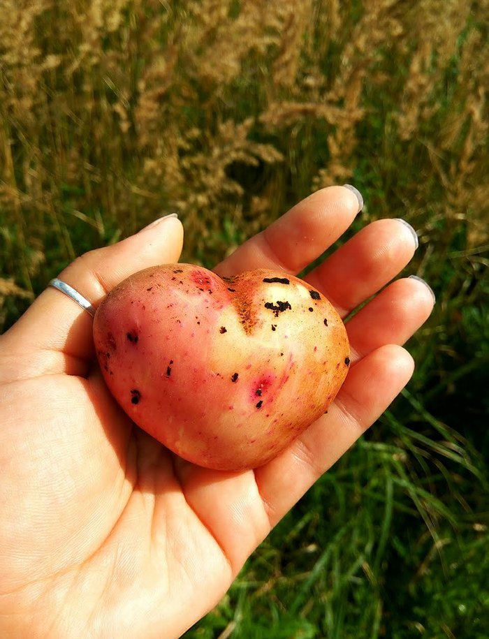 Belarusian Loving Heart - My, Potato, Potatoes of Love, Bulba, Belarusians, Heart
