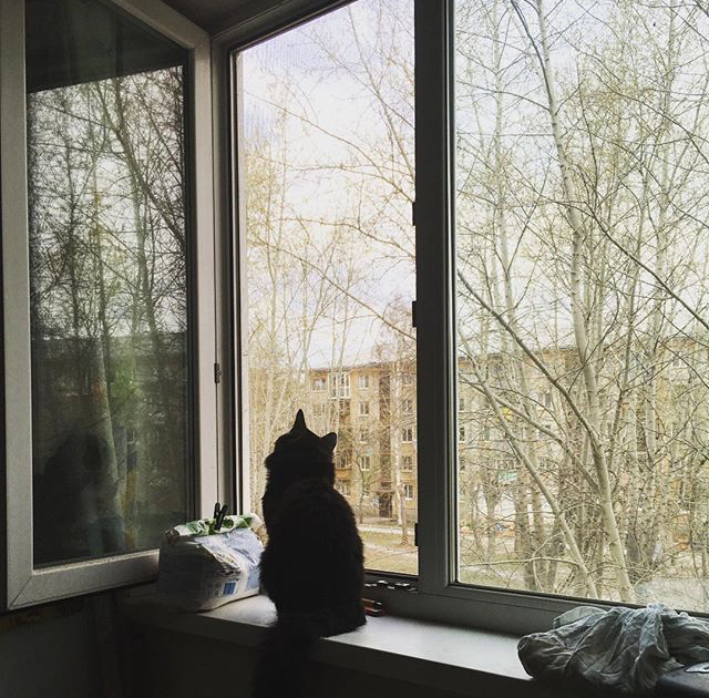 Kitty is waiting for good weather - My, cat, Autumn