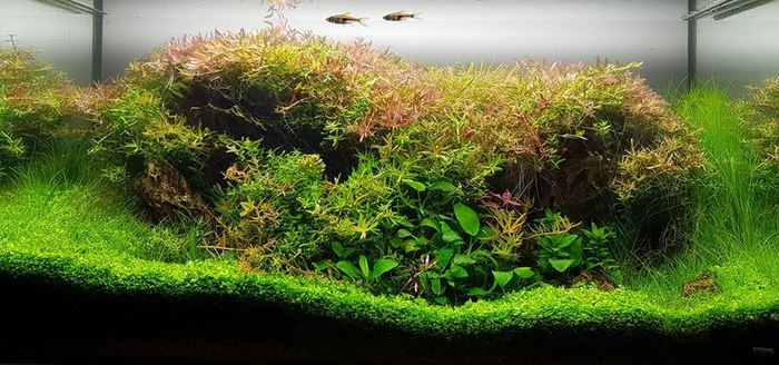 Аквариум Rodo Rodoselada