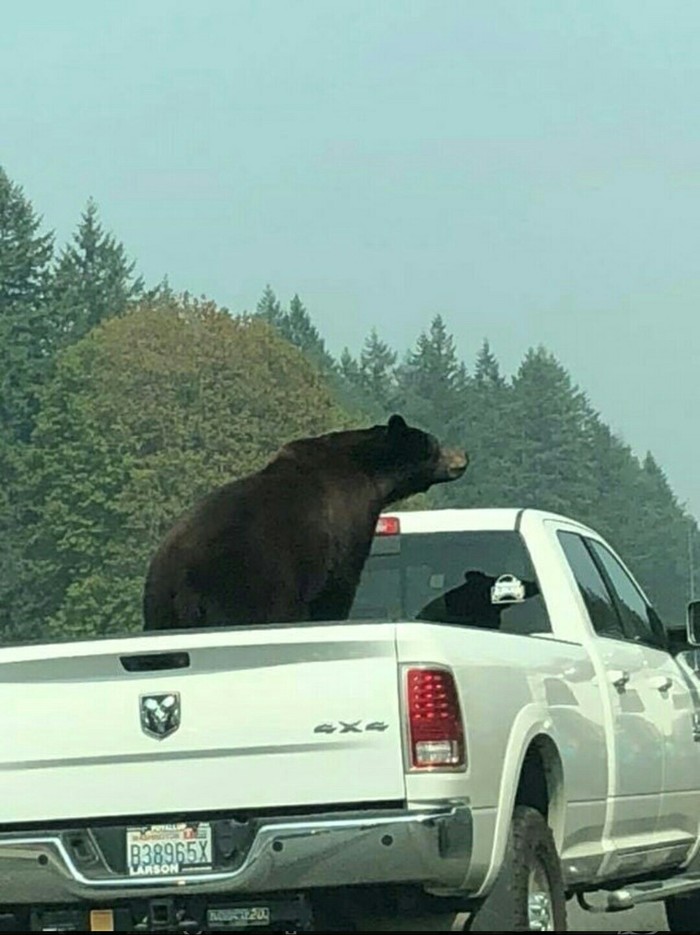 Nothing out of the ordinary, just a bear that hitchhikes - The photo, The Bears, Reddit, Hitch-hiking