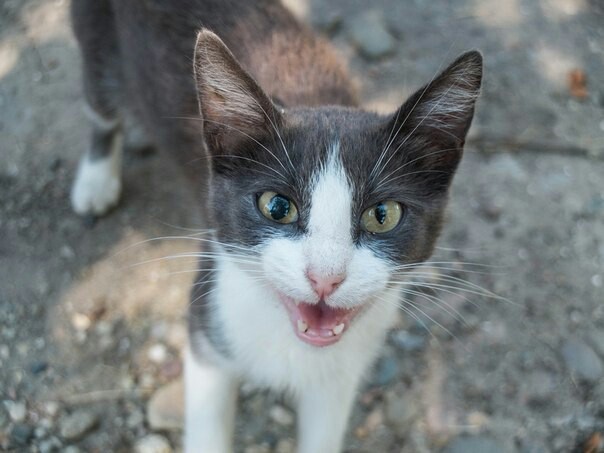 Livestock - My, The photo, cat, Seagulls, Sea, Dog, Snail, Not strawberry, Kindness, Longpost