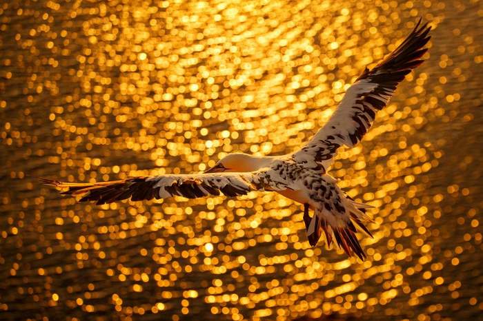 Northern booby. - , Birds, The photo