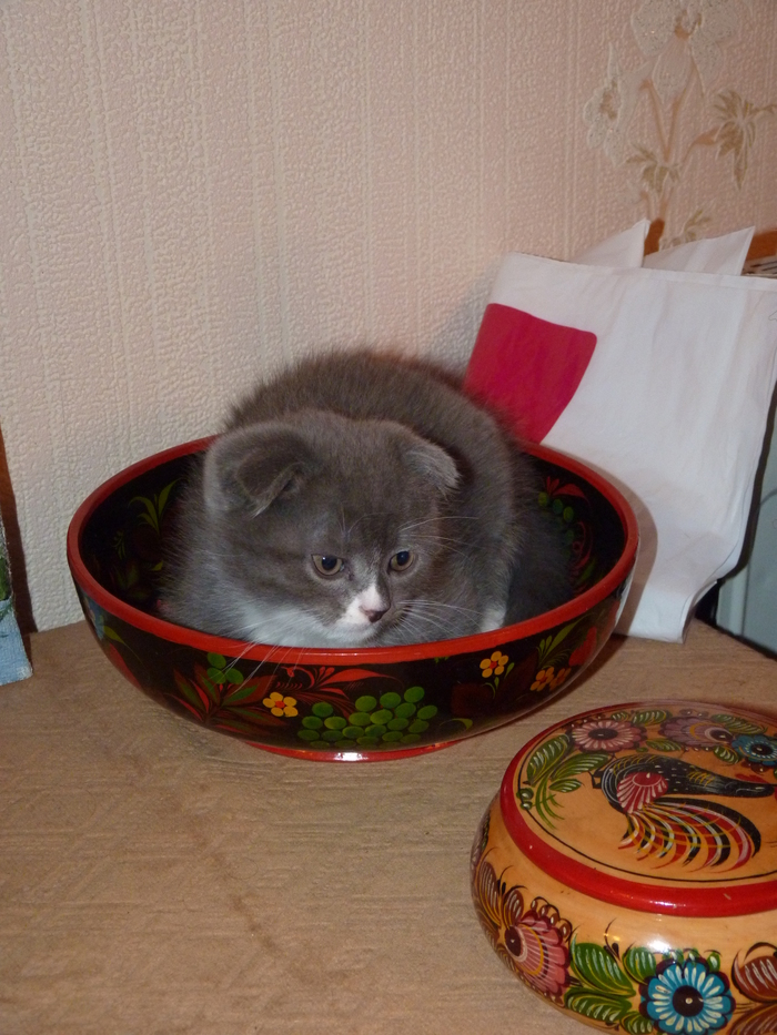 Cats... Boxes... The bowl is our everything - My, cat, Bowl, Longpost