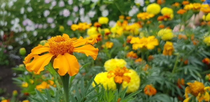 A bit of a passing summer - My, Flowers, The photo, Summer, Nature, Beginning photographer, Garden, Village, Longpost