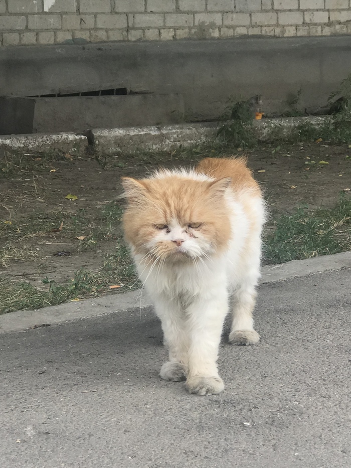 Васёк по кличке «Бывалый» - Моё, Котомафия, Кот, Дворовой кот, За секунду до