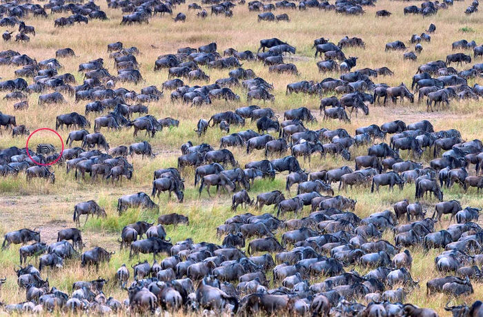 Blended in with the crowd - Africa, Animals, Wildebeest, zebra, Kenya, Masai Mara, The photo