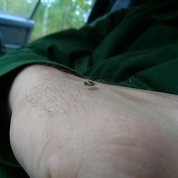 Does anyone know what it is? - My, Help, Insects