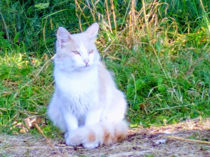 Ordinary fishing - My, Fishing, Tricolor cat, Carp, Longpost, cat