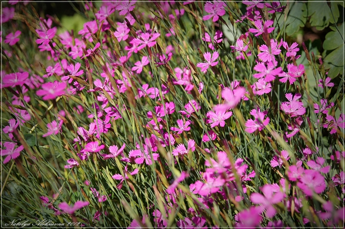 Краснокнижные растения | Пикабу