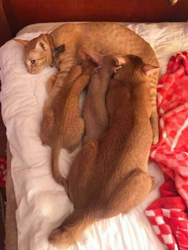 When the husband is the third child - Adult children, cat, Kittens