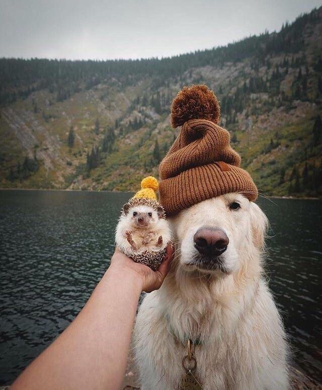 Tied up - Dog, Hedgehog, Cap