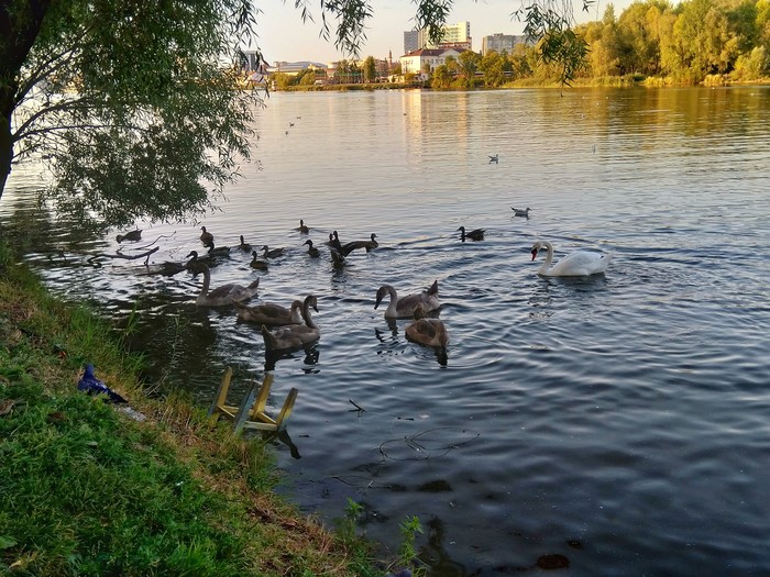 five swans - Birds, My, Lake, Swans, Swans