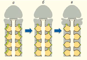 How did gill slits originate? - The science, Paleontology, Evolution, Gills, Animals, Zoology, Copy-paste, Elementy ru, Longpost