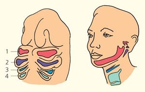 How did gill slits originate? - The science, Paleontology, Evolution, Gills, Animals, Zoology, Copy-paste, Elementy ru, Longpost