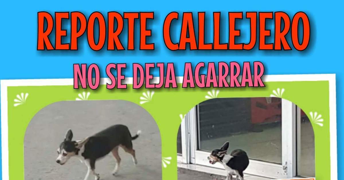 Жестокость людей или как я искала соседскую собаку | Пикабу