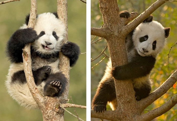 Exercises on the bar ... trees from little pando gymnasts. - Milota, Longpost, Panda, Images, Animals