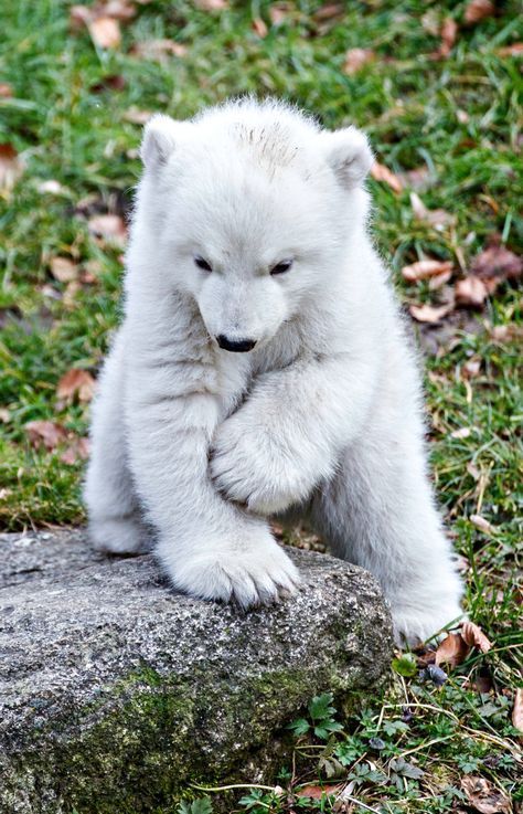 I am a bear - The photo, The Bears, Polar bear, Young, Milota