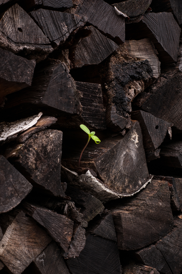 Sprout - My, Nikon, , Yongnuo 50mm, Nature, Tree