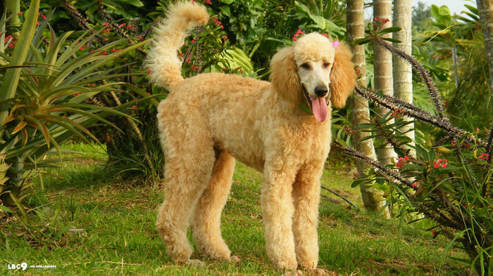 About dog breeds №56. - Dog, Dog breeds, Poodle, Video, Longpost