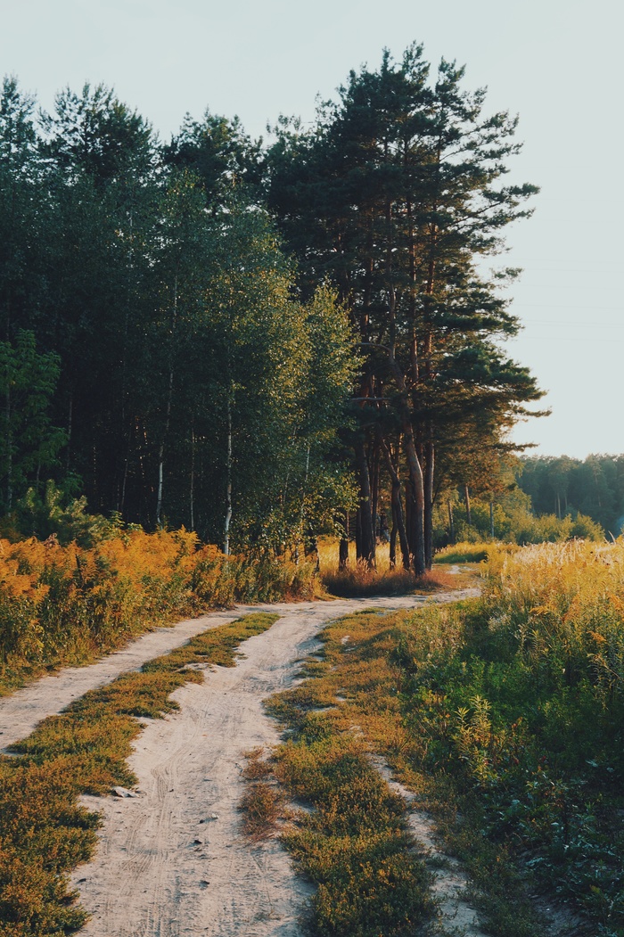 Goodbye summer. - My, Forest, Nature, August, beauty, Road, Longpost