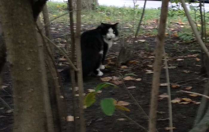 Cat in St. Petersburg - My, Saint Petersburg, Not advertising, No rating, cat, Found a cat