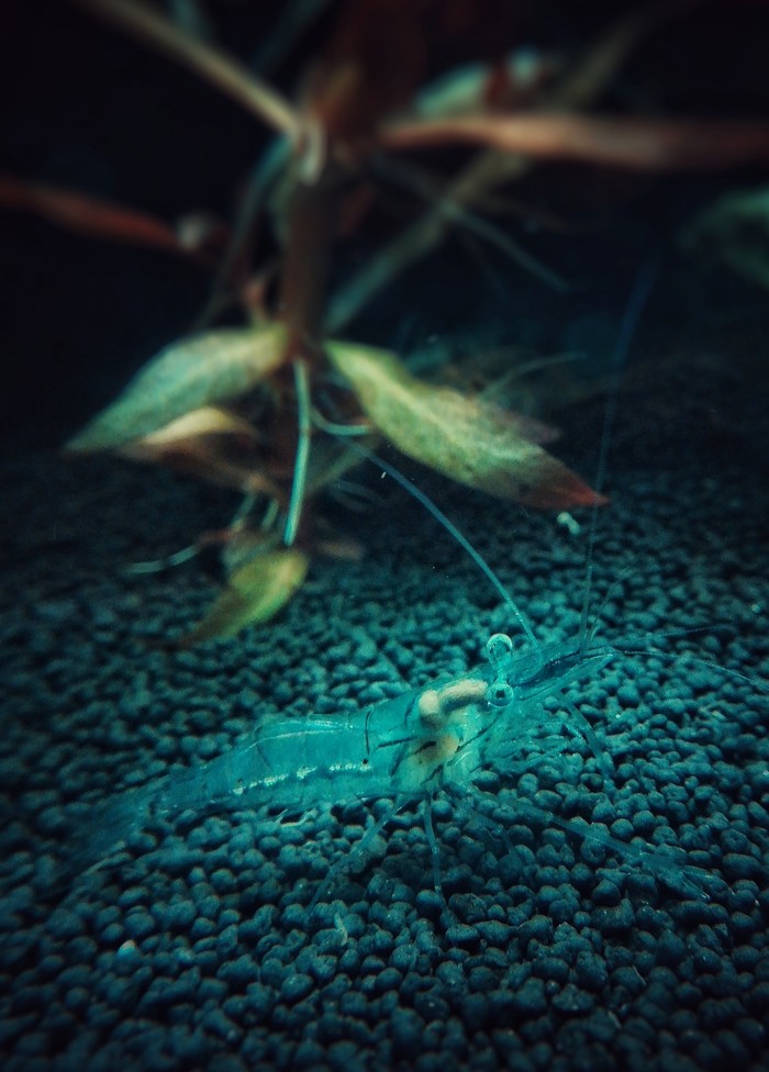 Glass Indian Shrimp - My, Aquarium shrimp, Aquarium