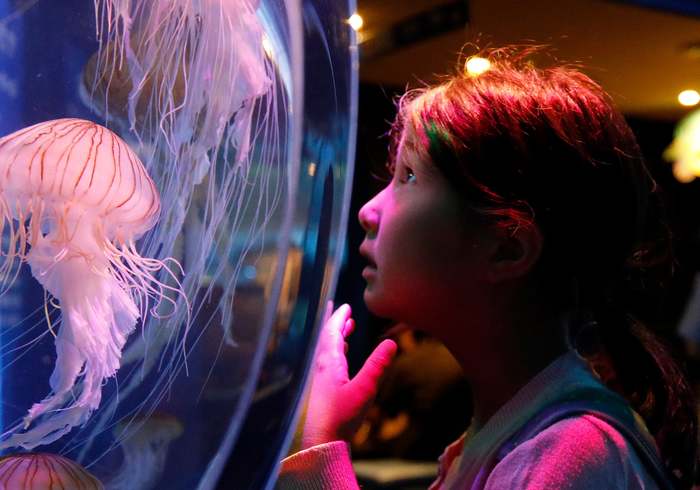 When I saw another world - Children, Jellyfish, The photo, Aquarium, Japan