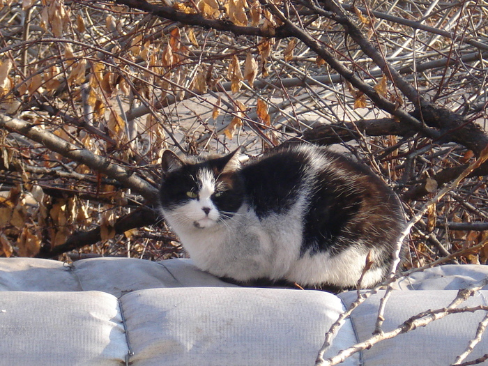 Kittens of our city - My, cat, , Longpost