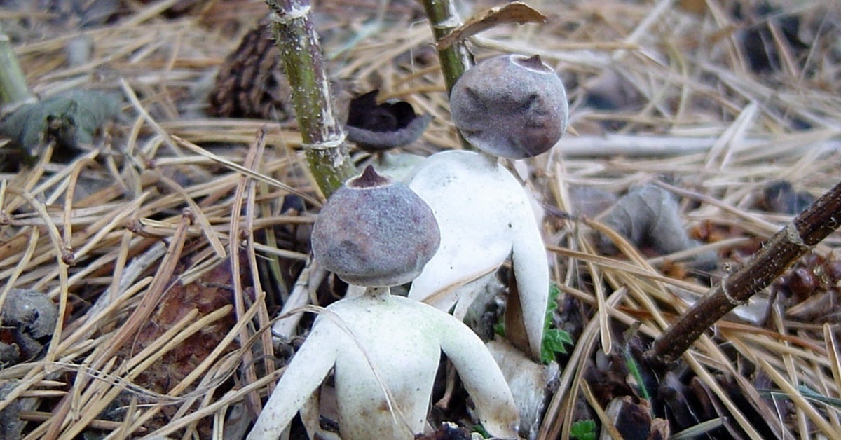 Гриб рука. Geastrum Britannicum. Звездовик британский. Чернобыль мутации грибов.