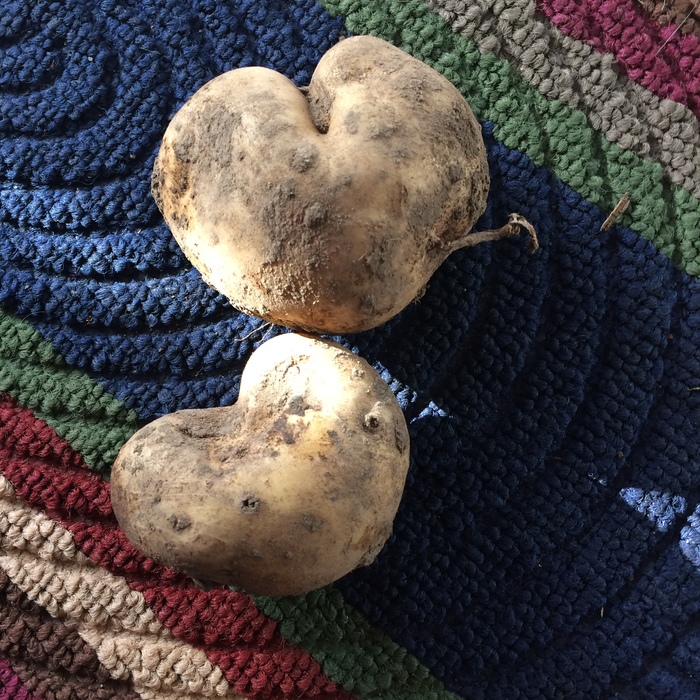 From DV with love :) - My, Harvest, Humor, Potatoes of Love