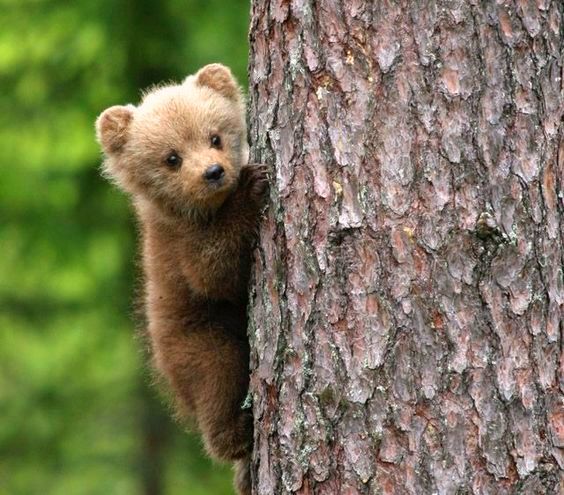 Teddy bear - The photo, The Bears, Young, Milota, Tree