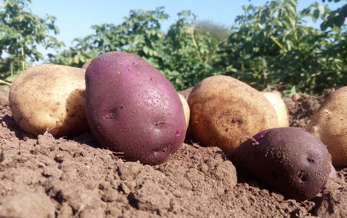 Potato - you're just space - My, Harvest, Potato, Udmurtia, My