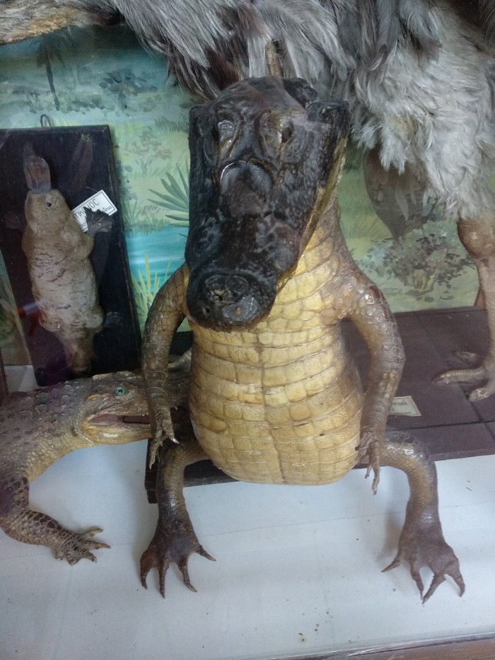 When Russia adversely affects reptiles - My, Animals, Scarecrow