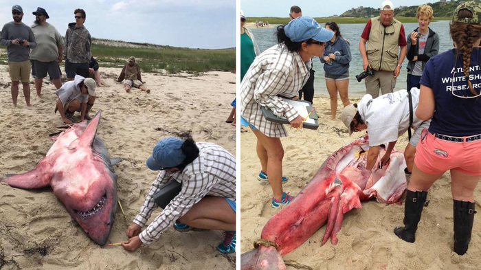 A red shark washed up on the US coast with lead weights in its stomach - Shark, Oddities, Beach, Pollution