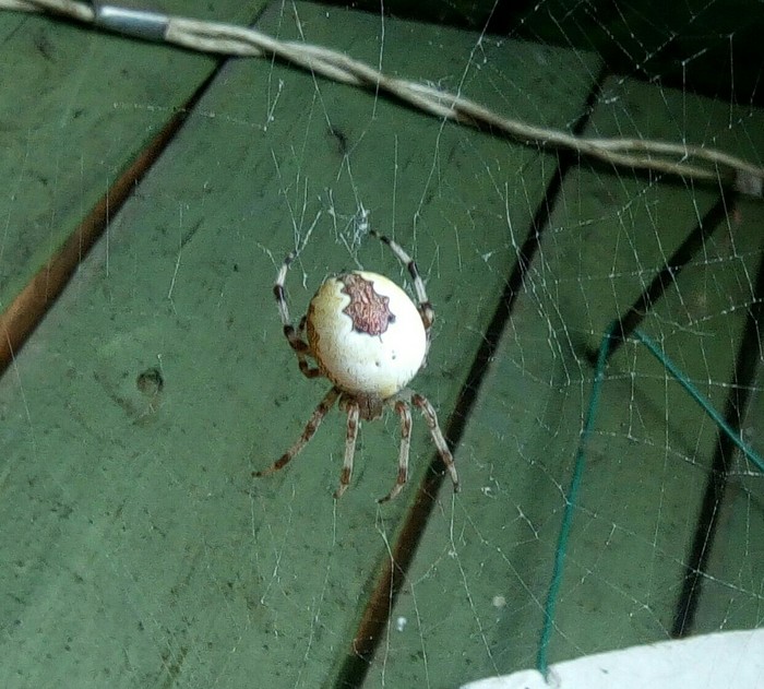 Spider. Help identify the spider. - My, Spider, , Poisonous animals