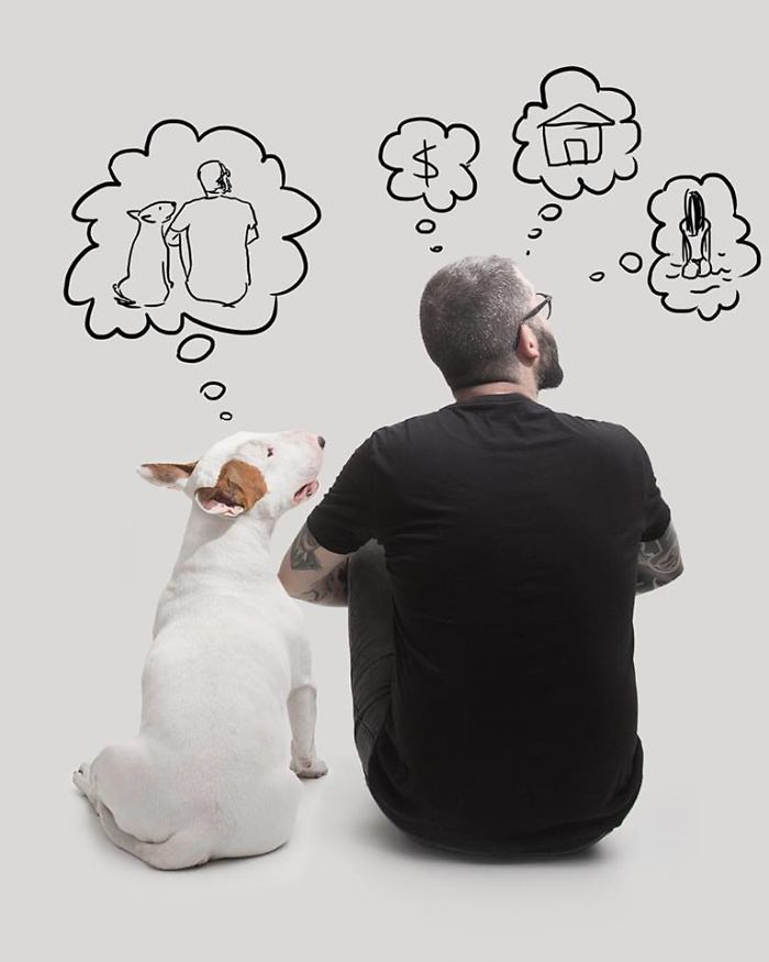 The wife left her husband with nothing, but he was not at a loss and began to photograph his bull terrier - Images, Illustrator, , Dog, Bull terrier, The photo, Humor, Longpost