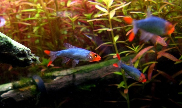 Красноносая расбора (Sawbwa resplendens)